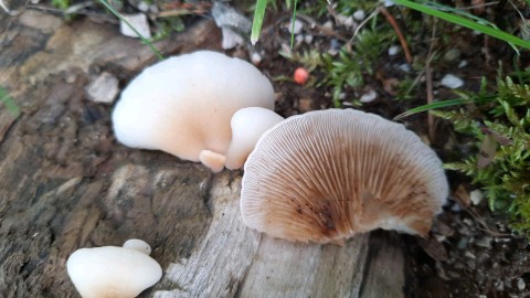 Crepidotus cesatii