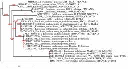 Entoloma undulatosporum