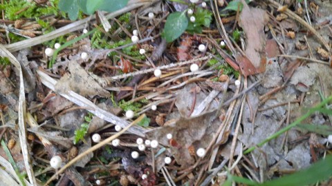 Marasmius wettsteinii