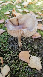 Hymenopellis radicata