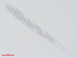 Pindara terrestris