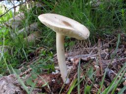Melanoleuca subalpina