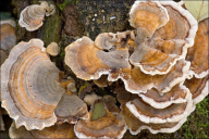 Trametes versicolor