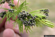 Dendrolimus sibiricus