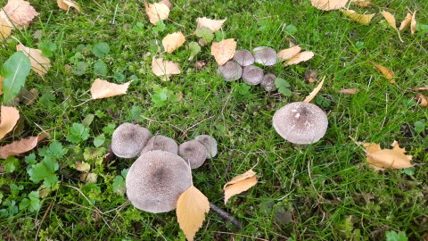 Tricholoma scalpturatum