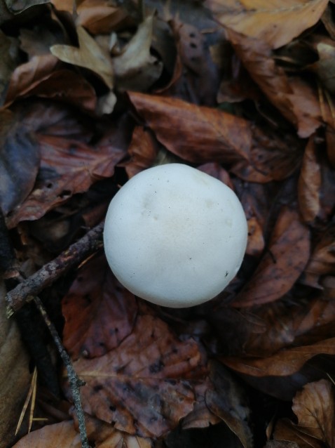 Hygrophorus eburneus