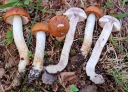 Leccinum albostipitatum