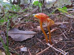 Hygrocybe insipida