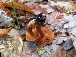 Cortinarius orellanus