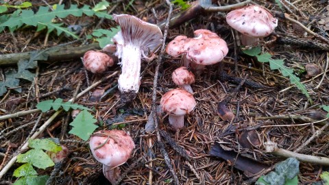 Hygrophorus erubescens