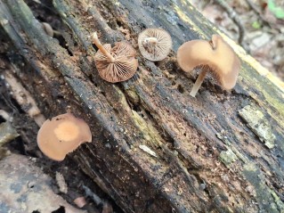 Galerina marginata