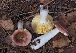 Russula nauseosa