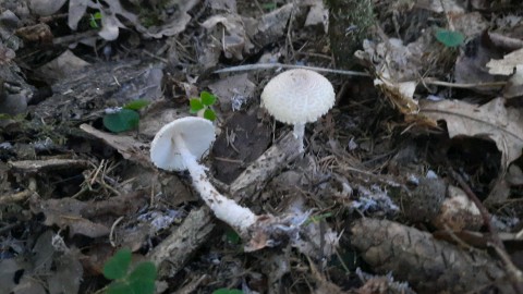 Lepiota clypeolaria