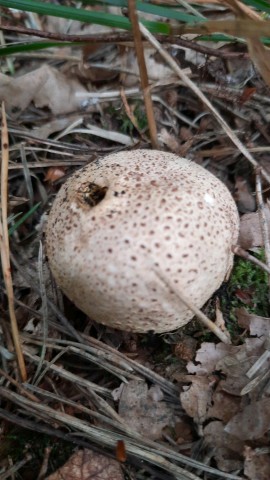 Scleroderma citrinum