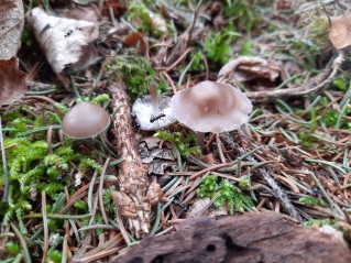 Mycena plumipes