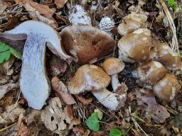 Cortinarius infractus