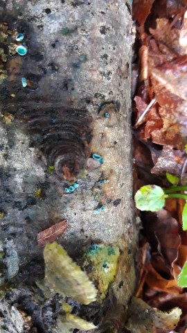 Chlorociboria aeruginascens