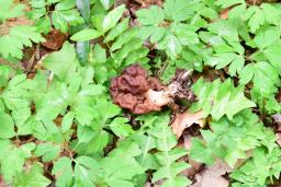 Gyromitra esculenta