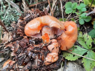 Hypomyces lateritius