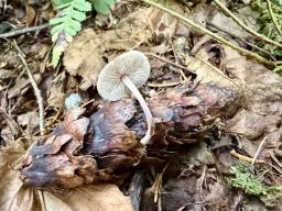 Baeospora myosura