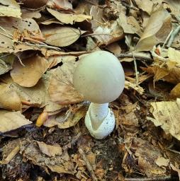 Amanita huijsmanii