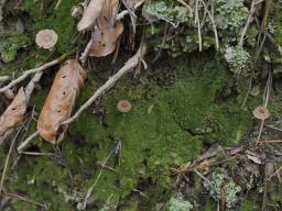 Lichenomphalia meridionalis