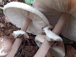 Macrolepiota mastoidea