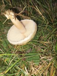 Lactarius pubescens