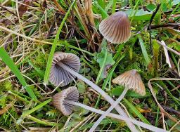 Mycena aetites