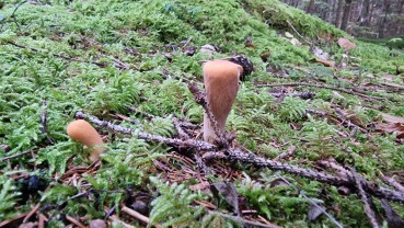 Clavariadelphus truncatus