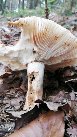 Russula illota