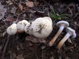 Armillaria mellea