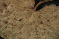 Puccinia glechomatis