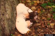 Fistulina hepatica