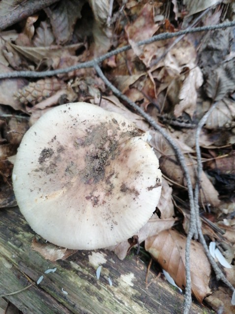 Russula heterophylla