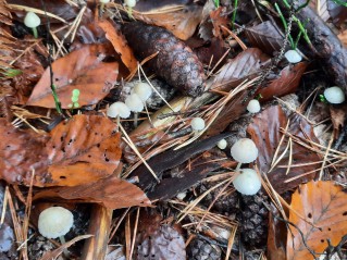 Mycena epipterygia