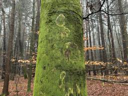 Chromocyphella muscicola