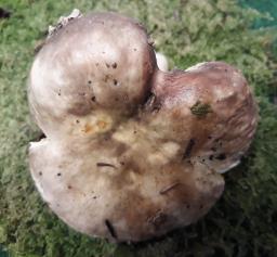 Russula risigallina