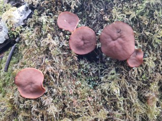 Discina ancilis