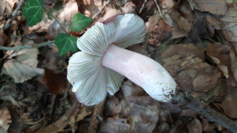 Russula olivacea