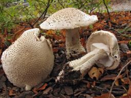 Amanita echinocephala