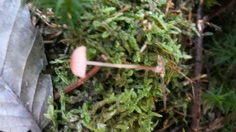 Mycena rosella