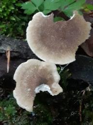 Lentinus substrictus