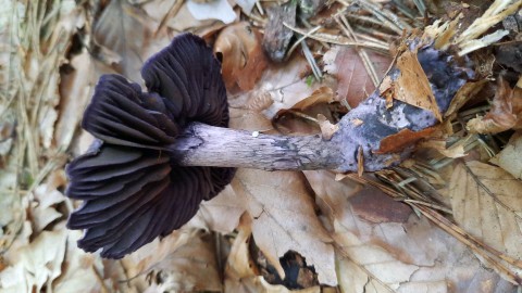 Cortinarius violaceus