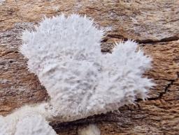 Schizophyllum commune