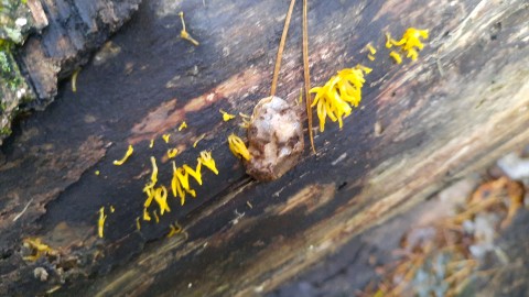 Calocera cornea