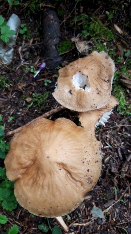 Hymenopellis radicata