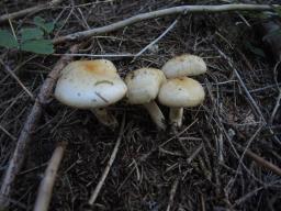 Pholiota spumosa