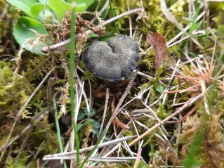 Auriscalpium vulgare