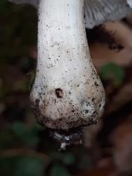 Tricholoma columbetta